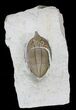 Huntonia Trilobite - Bob Carroll Prepared #20886-4